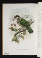 Monograph of the Paradiseidae, 1:181
