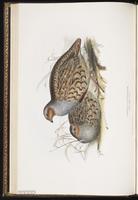 Gray Partridge, Grey Partridge, perdrix grise plate 262