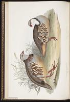 Barbary Partridge plate 261