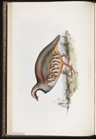 Red-legged Partridge plate 260