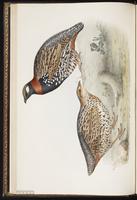 Francolinus vulgaris plate 259