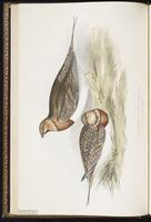 Pin-tailed Sandgrouse plate 258