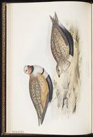 Black-bellied Sandgrouse plate 257