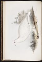 lagopède des saules, Willow Grouse, Willow Ptarmigan plate 256