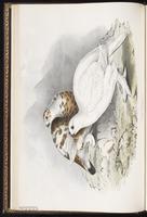 Willow Grouse, Willow Ptarmigan, lagopède des saules plate 255