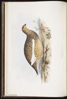 Rock Ptarmigan plate 254