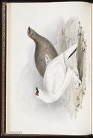Rock Ptarmigan plate 253