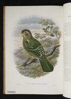 Monograph of the Paradiseidae, 1:177