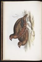 Willow Grouse, Willow Ptarmigan, lagopède des saules plate 252