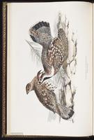 Hazel Grouse plate 251