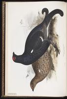 Black Grouse, Eurasian Black Grouse plate 250