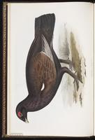 Western Capercaillie plate 249