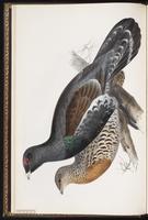 Western Capercaillie plate 248