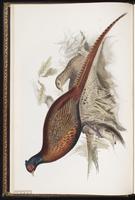 Common Pheasant, faisan de chasse, Faisán de collar, Ring-necked Pheasant plate 247