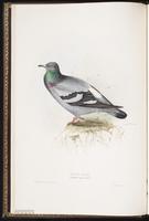 Common Pigeon, Paloma doméstica, pigeon biset, Rock Dove, Rock Pigeon plate 245