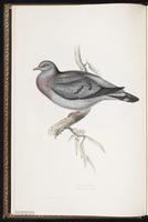 Stock Dove plate 244