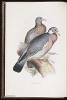 Common Wood Pigeon plate 243