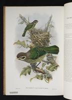 Monograph of the Paradiseidae, 1:173