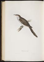 Yellow-billed Cuckoo, coulicou à bec jaune, Cuclillo pico amarillo plate 242