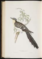 Great Spotted Cuckoo plate 241