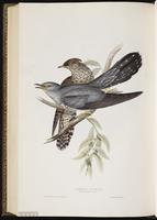 Common Cuckoo plate 240