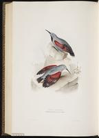 Wallcreeper plate 239