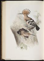 Common Hoopoe, Eurasian Hoopoe, Hoopoe plate 238