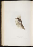 Eurasian Treecreeper plate 237