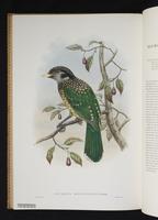 Monograph of the Paradiseidae, 1:169