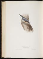 Eurasian Nuthatch plate 236
