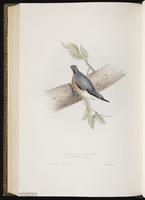 Western Rock Nuthatch plate 235