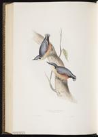 Eurasian Nuthatch plate 234