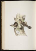 Eurasian Wryneck plate 233