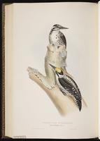 Eurasian Three-toed Woodpecker, Three-toed Woodpecker, pic tridactyle plate 232