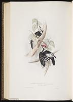 Lesser Spotted Woodpecker plate 231