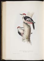 Middle Spotted Woodpecker plate 230
