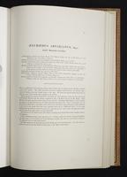 Monograph of the Paradiseidae, 1:166