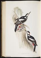 Great Spotted Woodpecker plate 229
