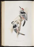 White-backed Woodpecker plate 228