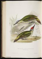 Grey-headed Woodpecker plate 227