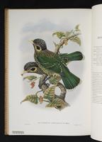 Monograph of the Paradiseidae, 1:165