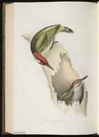 European Green Woodpecker plate 226