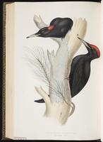 Black Woodpecker plate 225