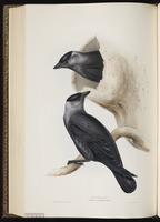 Eurasian Crow, Eurasian Jackdaw, Western Jackdaw, choucas des tours plate 223