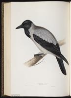 Hooded crow plate 222
