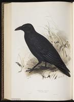 Carrion Crow plate 221