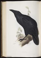 Common Raven, Cuervo común, grand corbeau, Northern Raven plate 220
