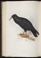 Alpine Chough plate 219