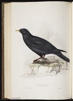 Alpine Chough plate 218