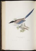 Azure-winged Magpie plate 217